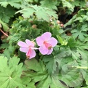 Geranium macr. 'Ingwersen's Variety'