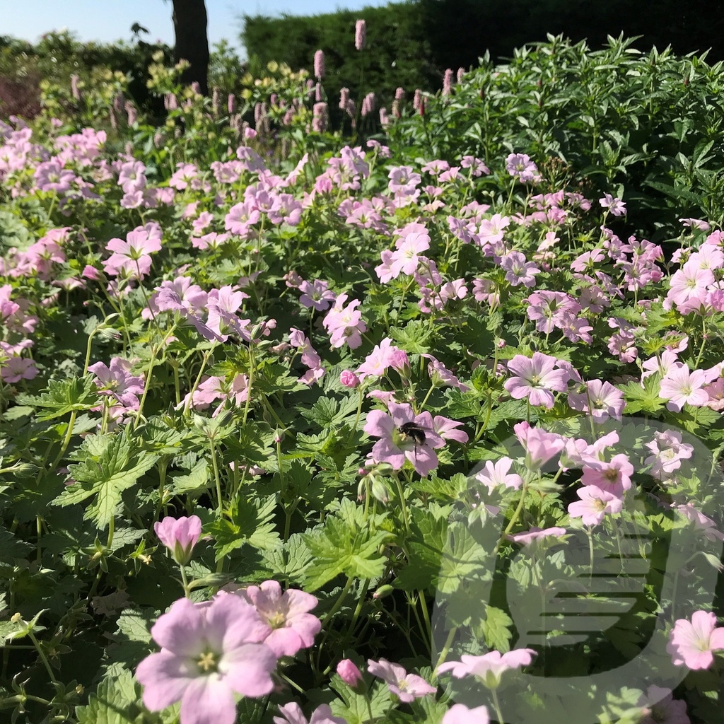 Geranium 'Dreamland'®