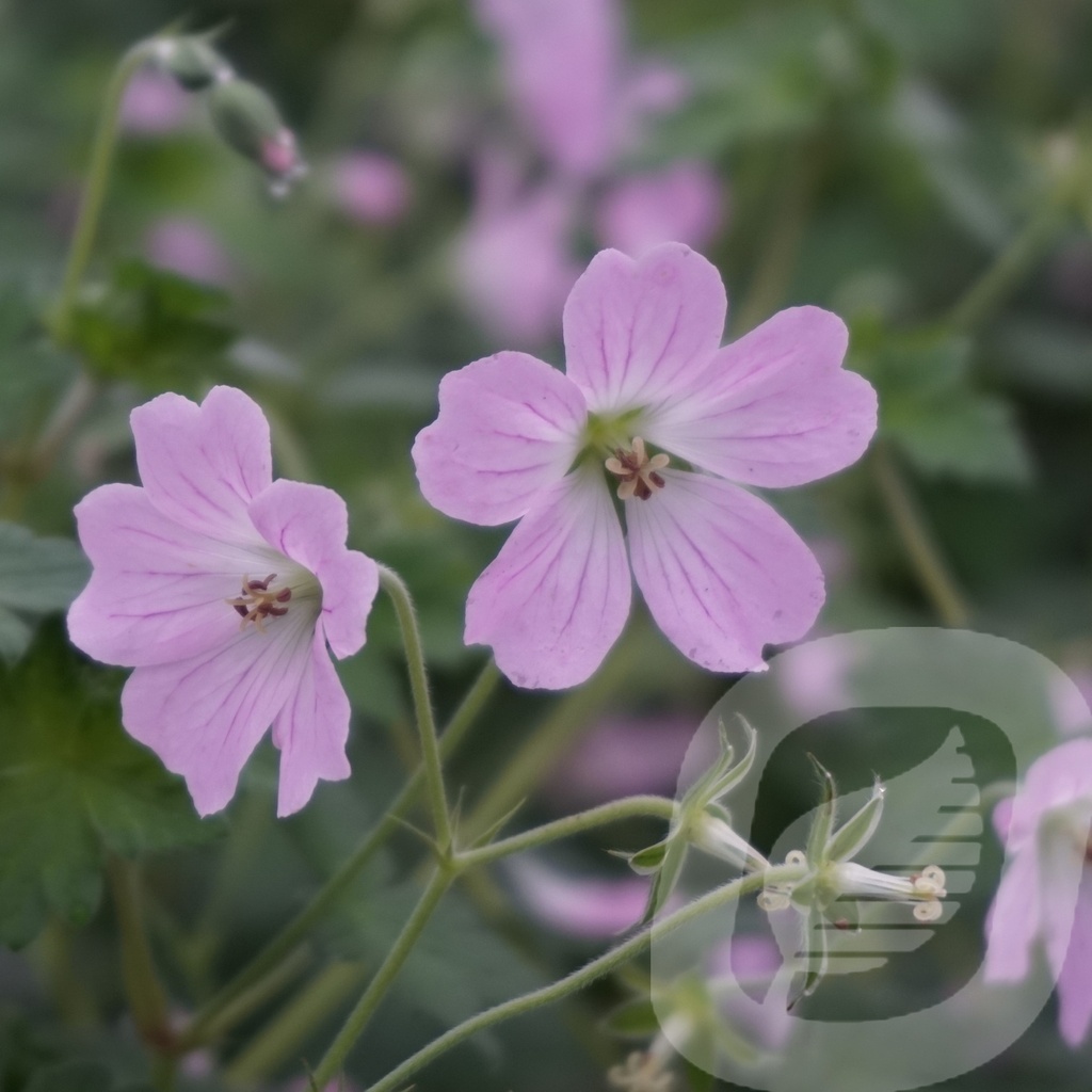 Geranium 'Dreamland'®