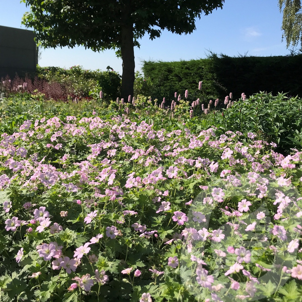 Geranium 'Dreamland'®