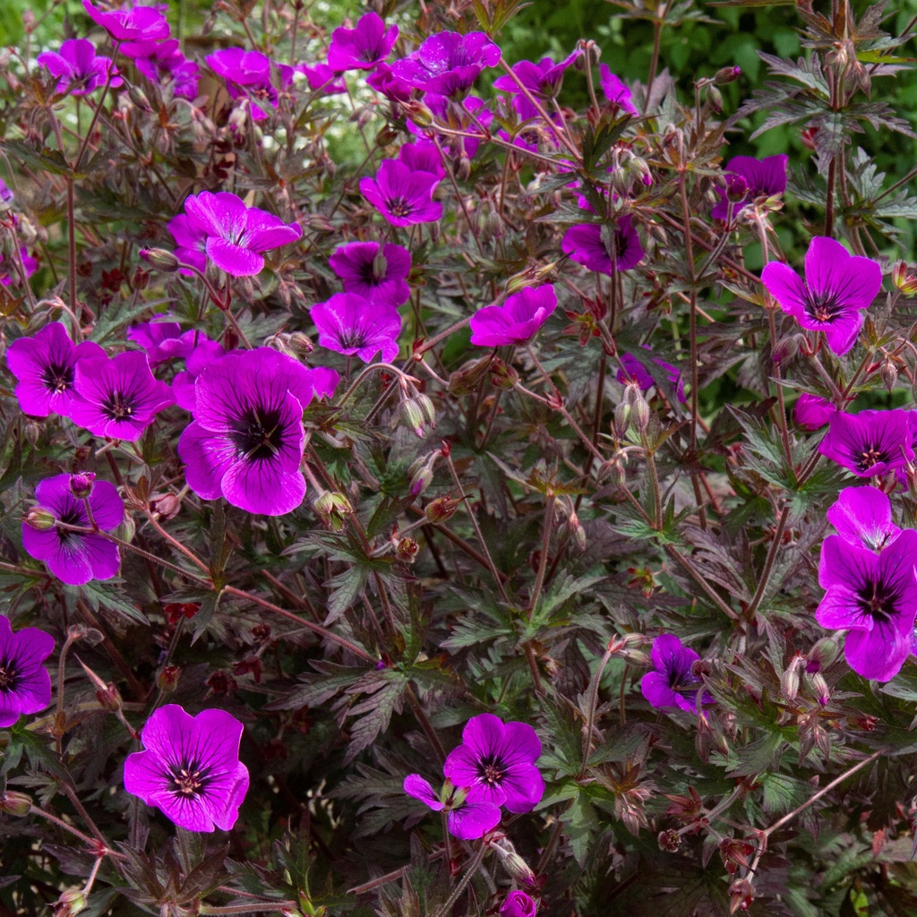 Geranium 'Dark Eyes'®