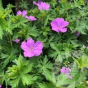 Geranium 'Blushing Turtle'®