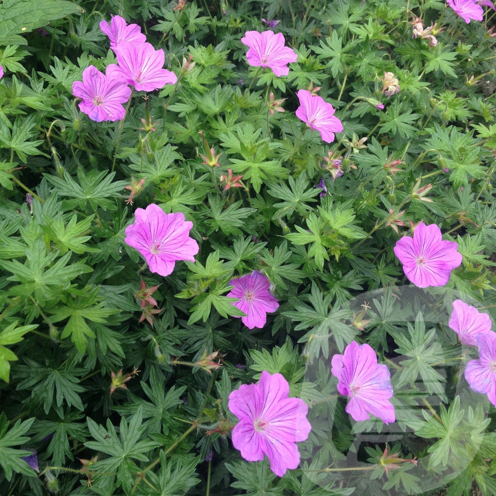 Geranium 'Blushing Turtle'®