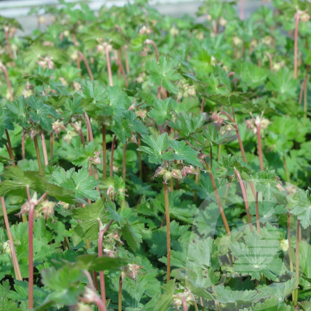 Geranium cant. 'Biokovo'