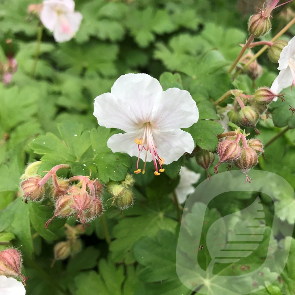 Geranium cant. 'Biokovo'