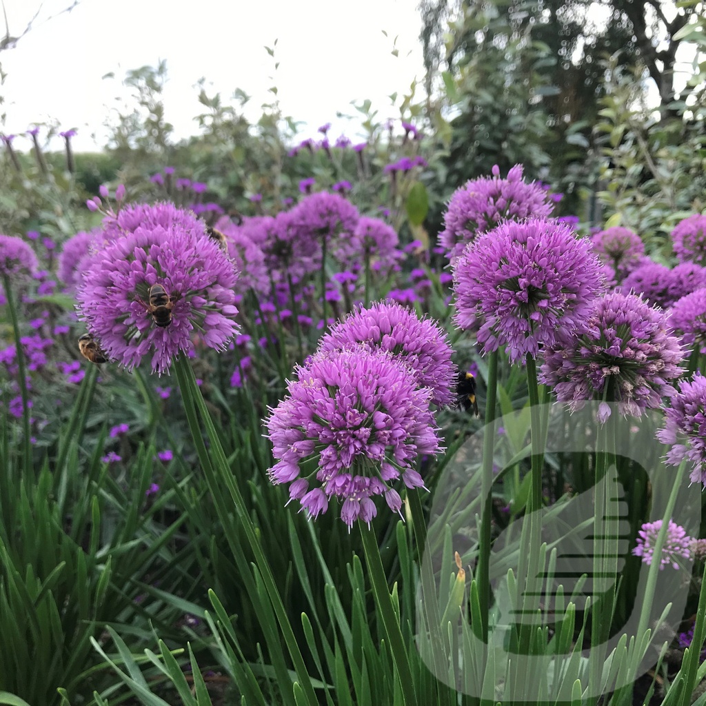 Allium 'Millenium'