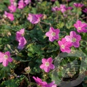 Erodium variabile 'Bishop's Form'