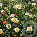 Erigeron karvinskianus