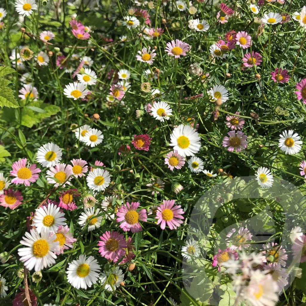 Erigeron karvinskianus