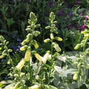 Digitalis Lucas ™ 'White'