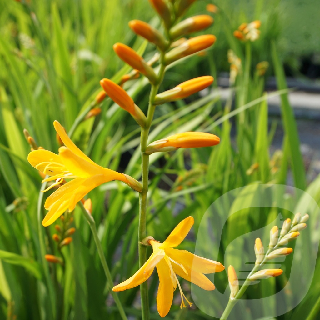 Crocosmia 'George Davison'