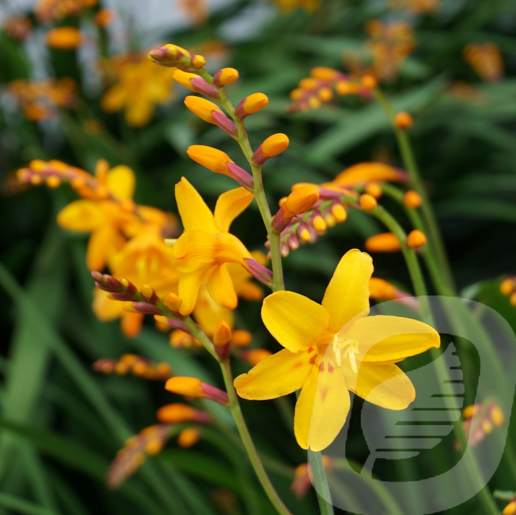 Crocosmia 'Columbus'