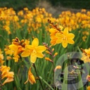 Crocosmia 'Columbus'