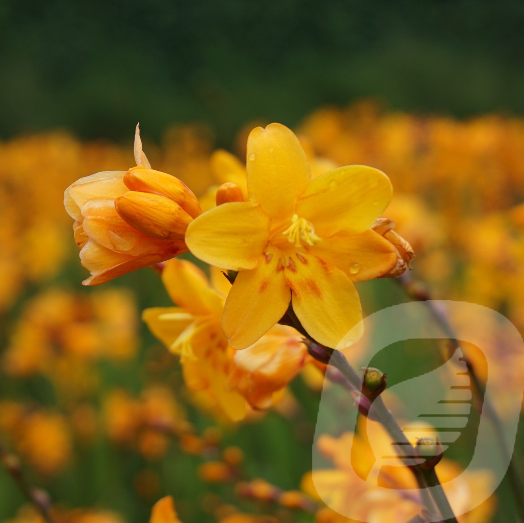 Crocosmia 'Columbus'