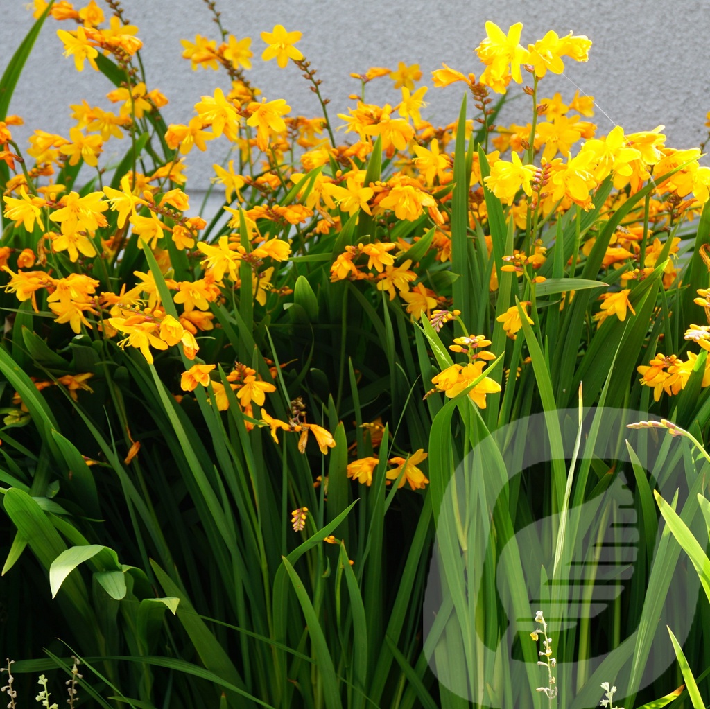 Crocosmia 'Columbus'