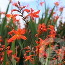 Crocosmia 'Carmine Brilliant'