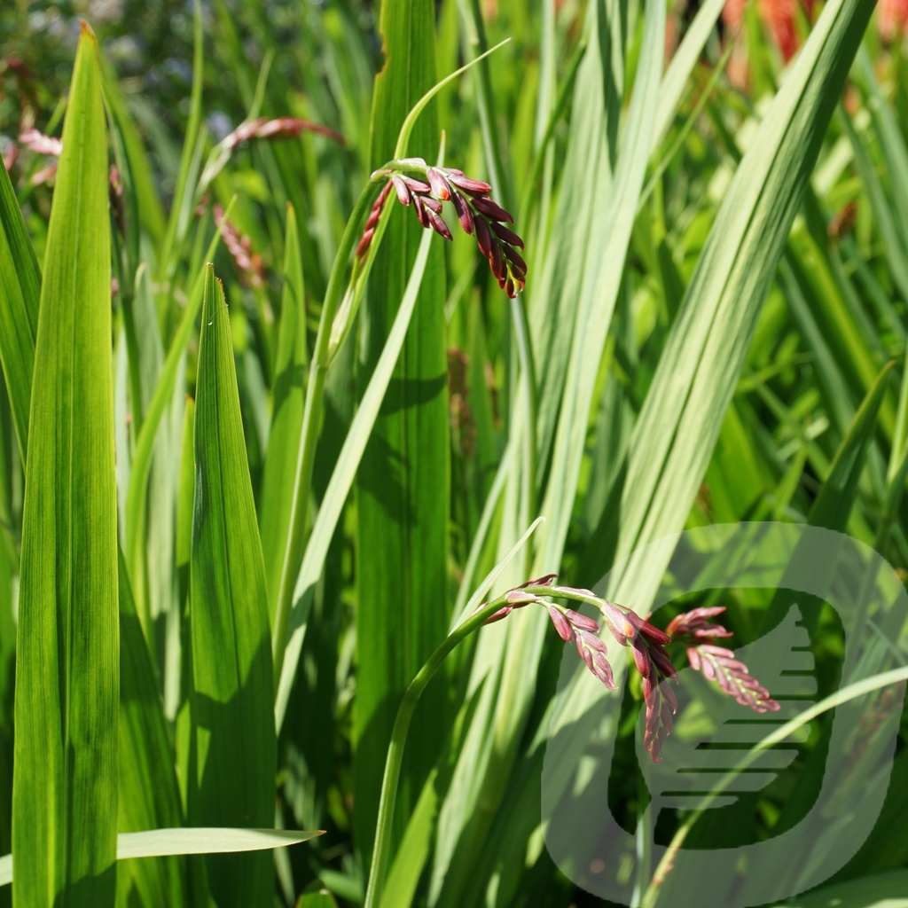 Crocosmia 'Carmine Brilliant'