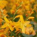 Crocosmia 'George Davison'