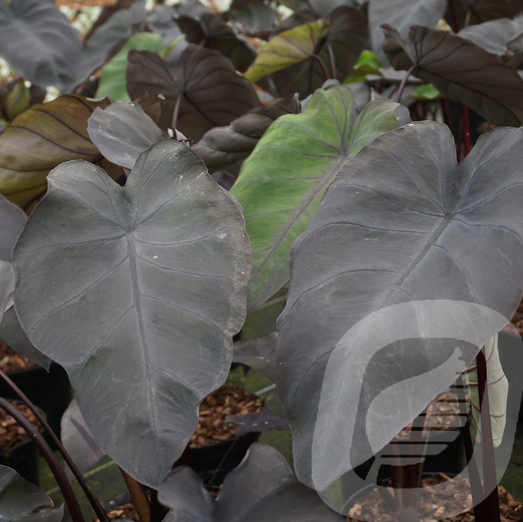 Colocasia 'Black Magic'