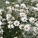 Catananche caerulea 'Alba'