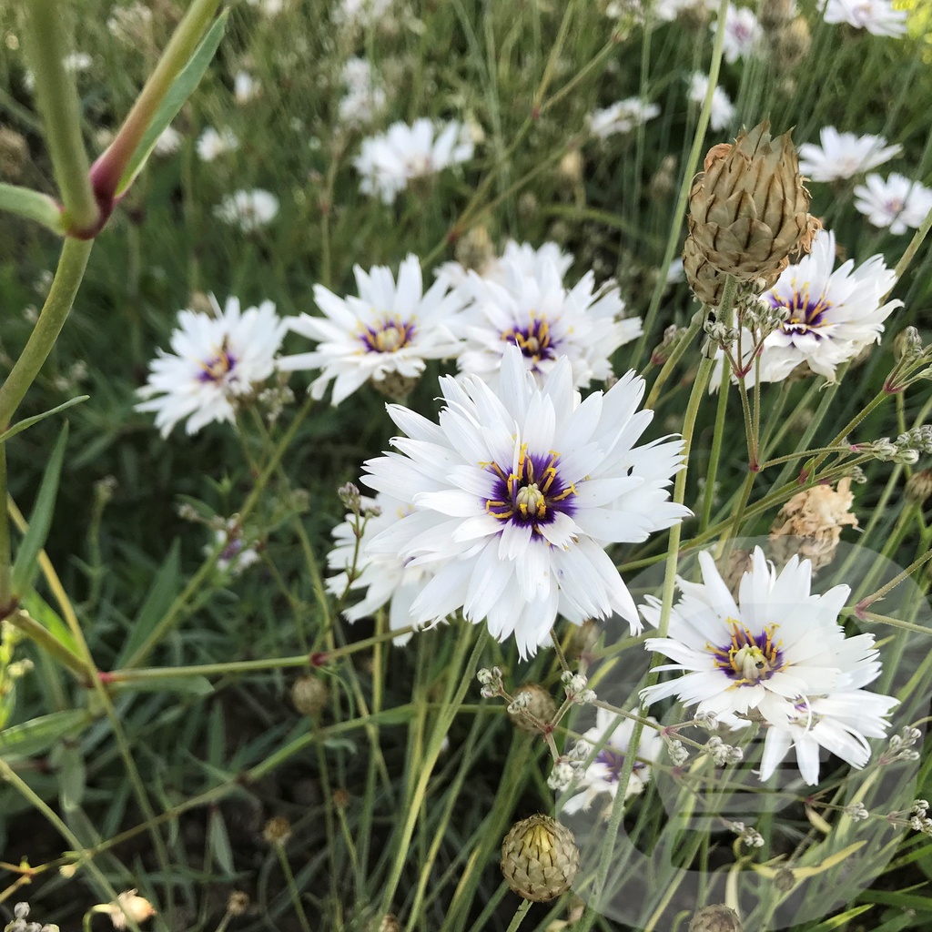 Catananche caerulea 'Alba'