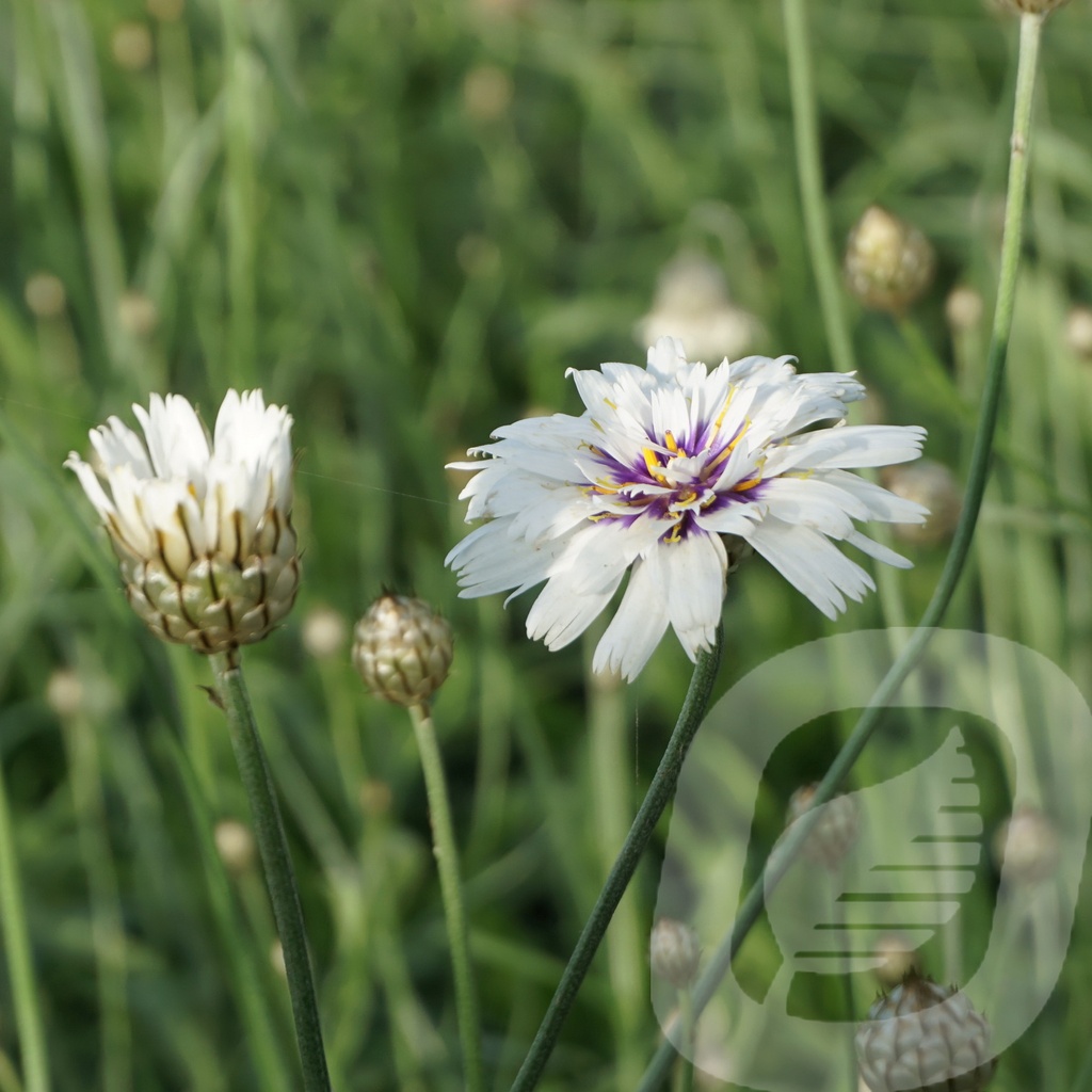 Catananche caerulea 'Alba'