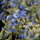 Brunnera macr. 'Variegata'