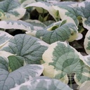 Brunnera macr. 'Variegata'