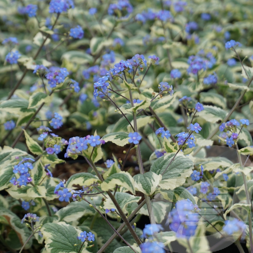 Brunnera macr. 'Variegata'