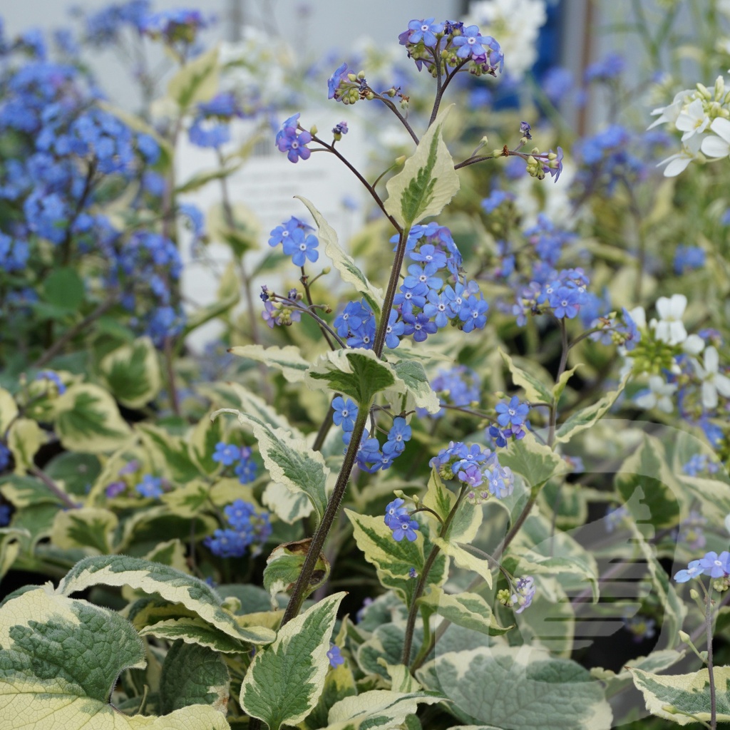 Brunnera macr. 'Variegata'