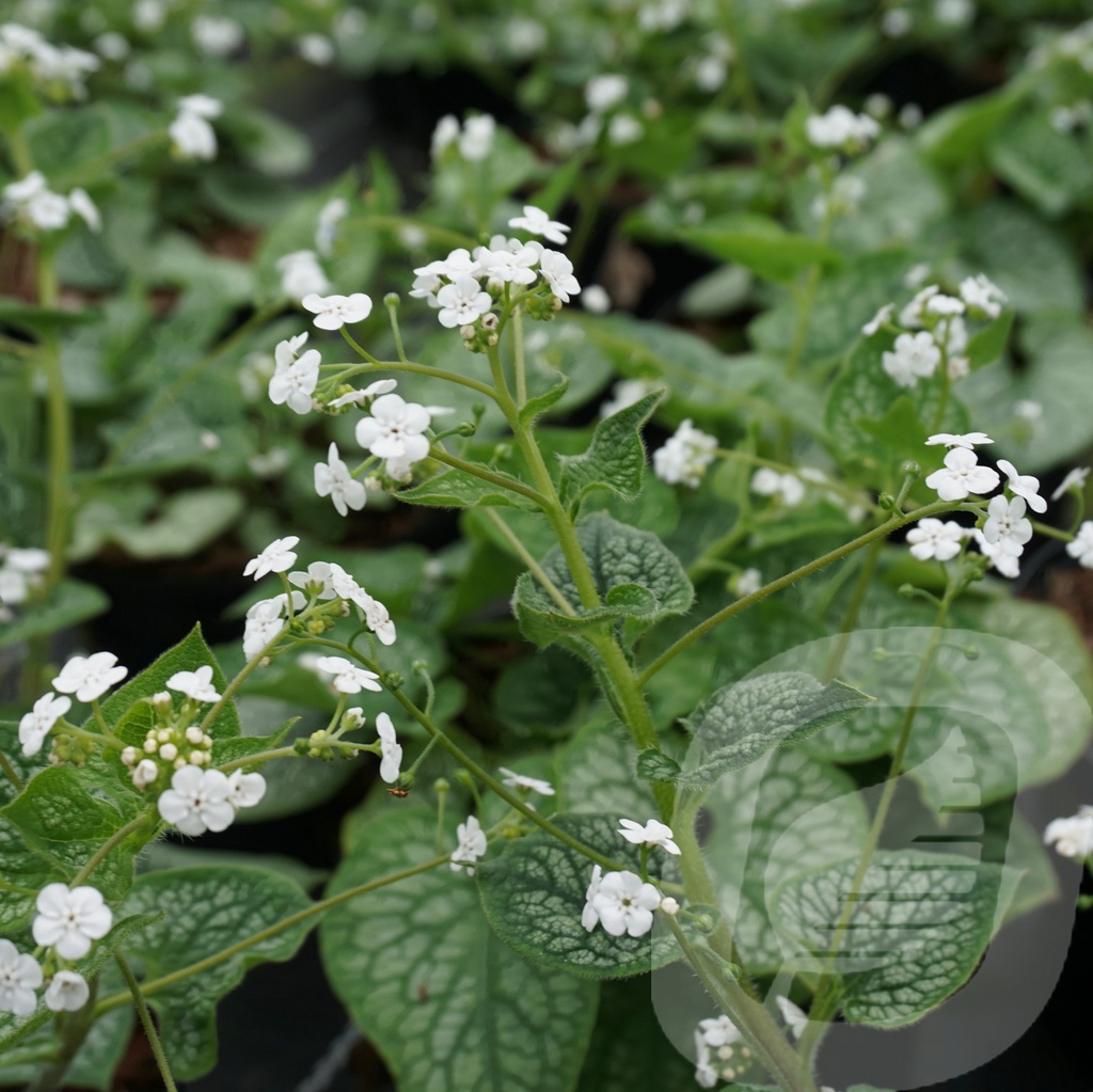 Brunnera macr. 'Mr. Morse'