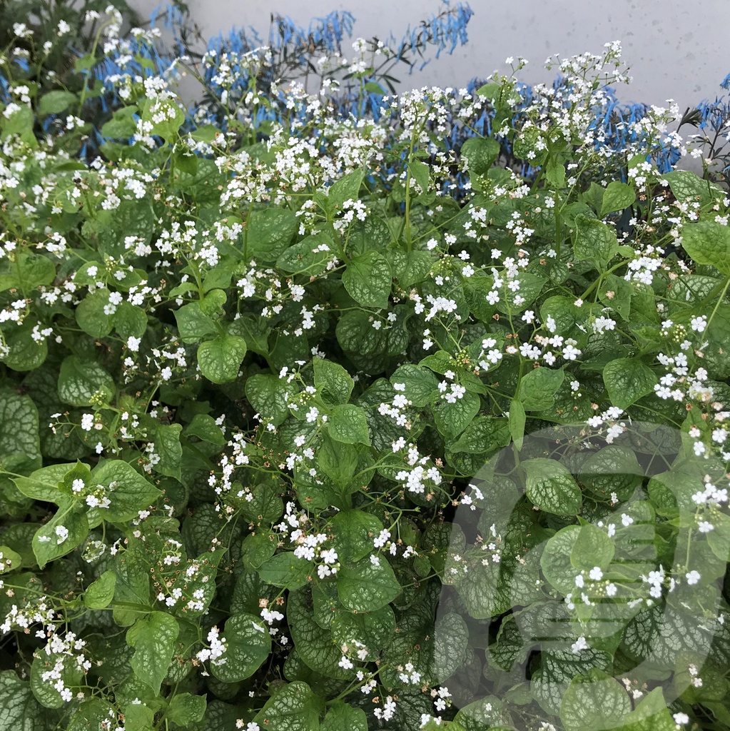 Brunnera macr. 'Mr. Morse'