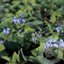 Brunnera macrophylla