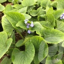 Brunnera macrophylla