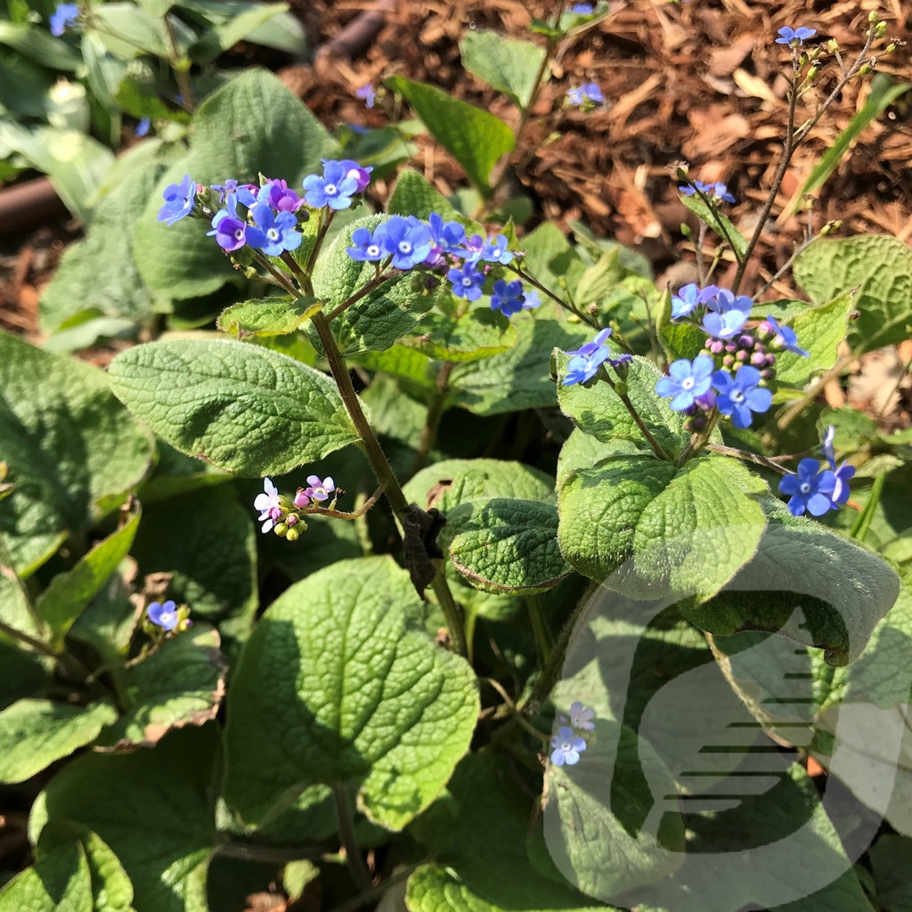 Brunnera macrophylla