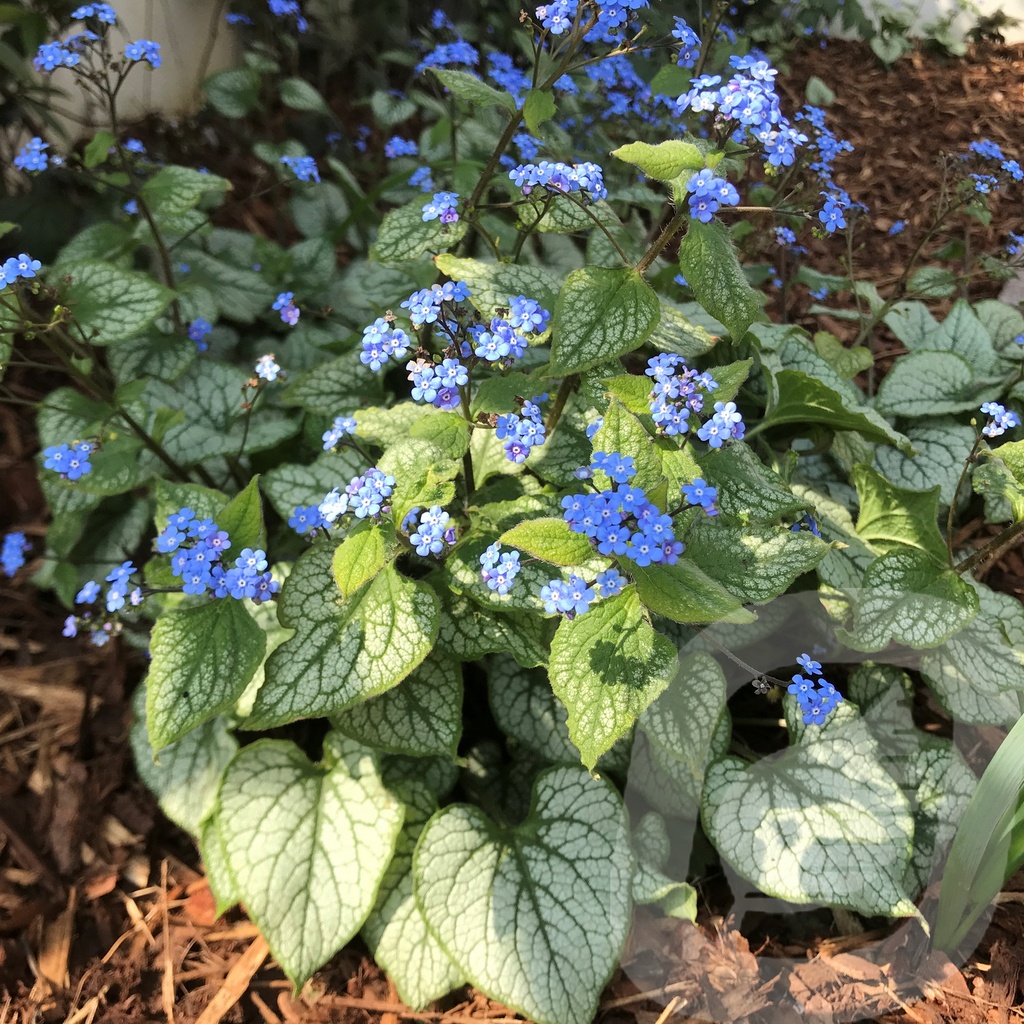 Brunnera macr. 'Jack Frost'®