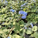 Brunnera macr. 'Jack Frost'®