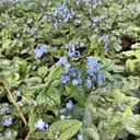 Brunnera macr. 'Jack Frost'®