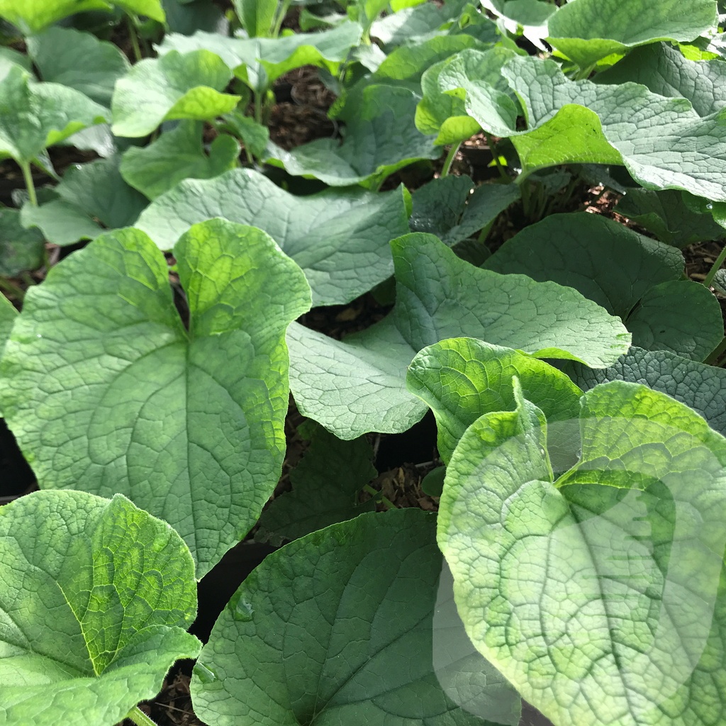 Brunnera macr. 'Betty Bowring'