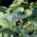 Brunnera macr. 'Alexander's Great'®