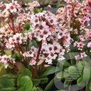 Bergenia 'Silberlicht'