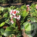 Bergenia 'Silberlicht'