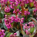 Bergenia 'Ouverture'