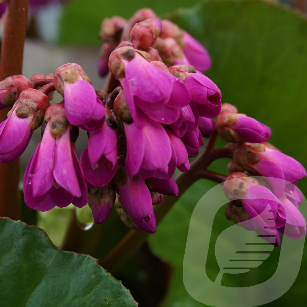 Bergenia cordifolia