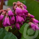 Bergenia cordifolia