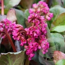 Bergenia cordifolia