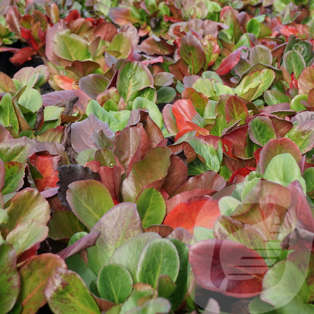 Bergenia cordifolia