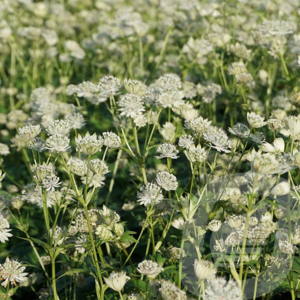 Astrantia 'Snow Star'®