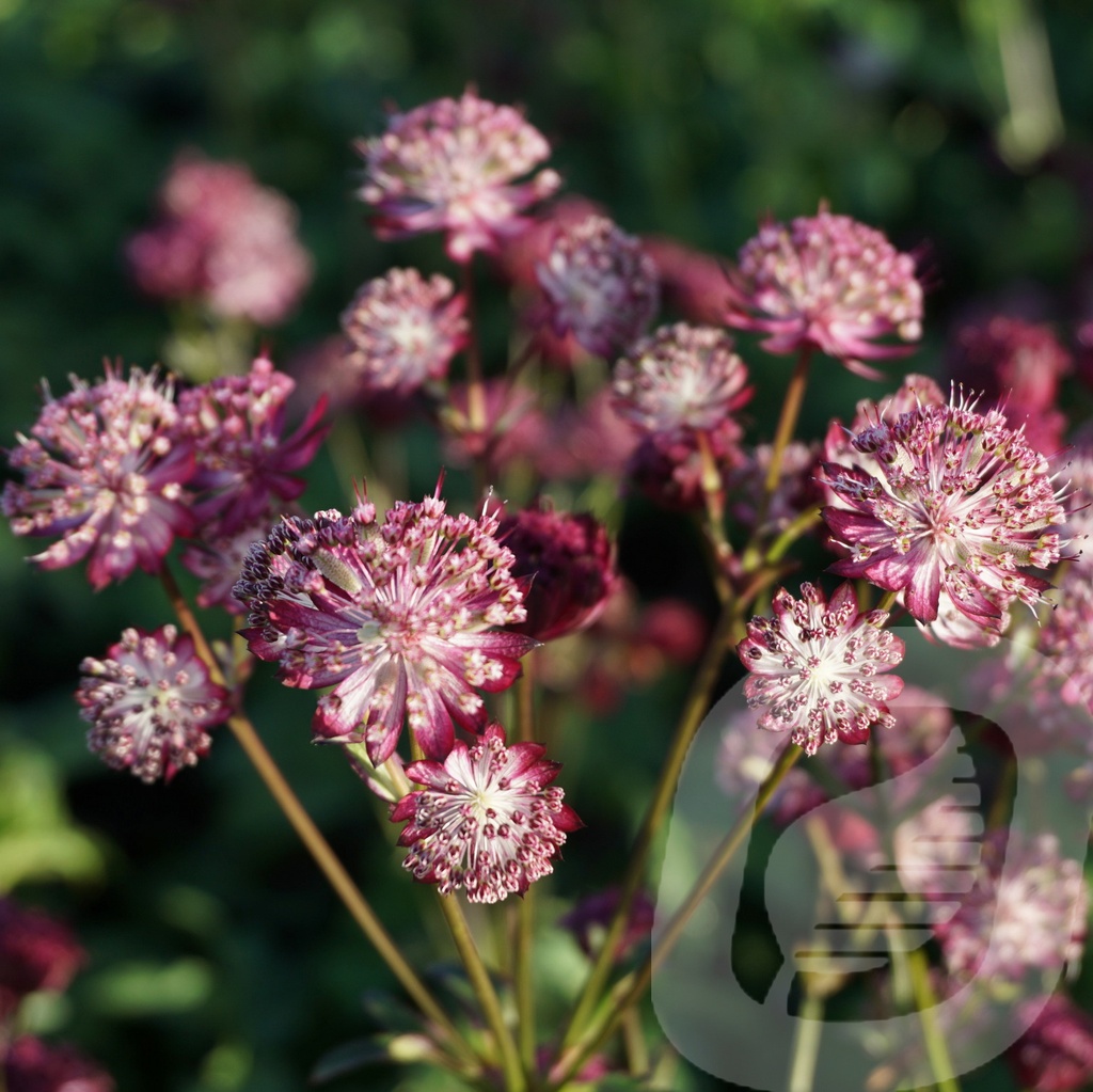 Astrantia 'Star of Passion'®