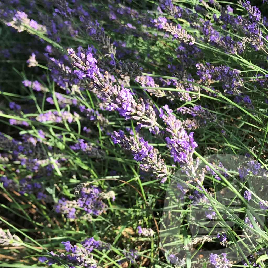 Lavandula int. 'Grosso'